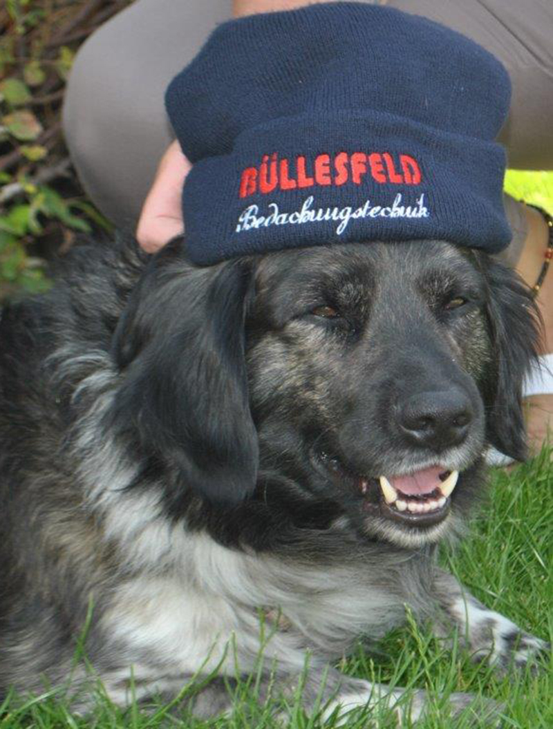 Ein Hund trägt eine blaue Mütze mit roter Aufschrift und schaut entspannt drein.